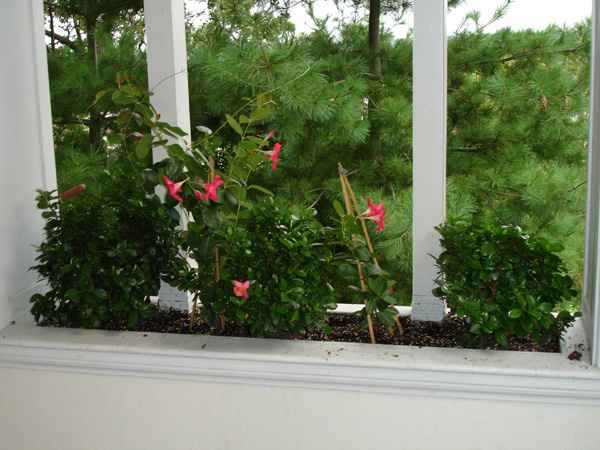 Mandevilla Hybrids